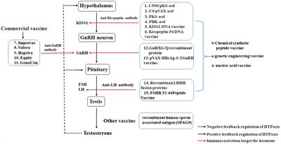 GnRH-immunocastration: an alternative method for male animal surgical castration